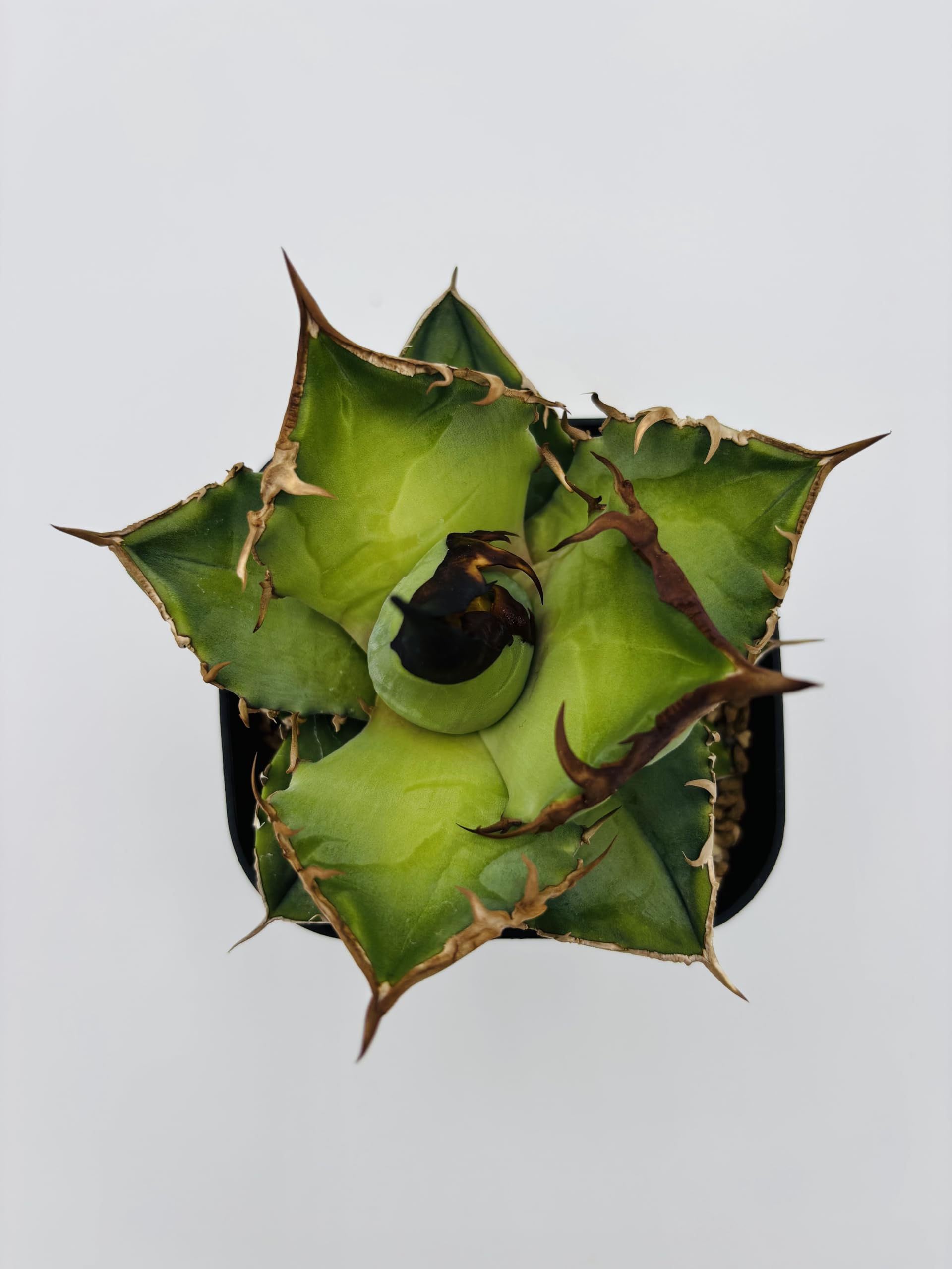 Amazon｜アガベ チタノタ白犀牛(シロサイギュウ)/Agave titanota